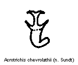 ACROTRICHIS CHEVROLATHIISPERM