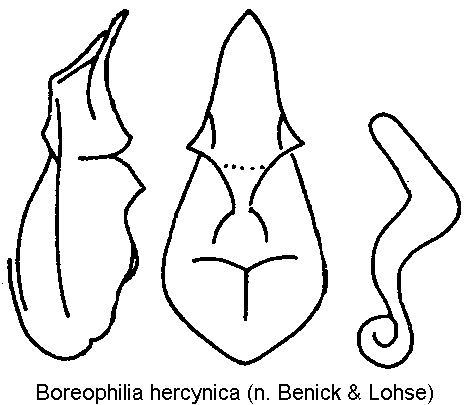 BOREOPHILIA HERCYNICA