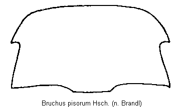 BRUCHUS PISORUM
