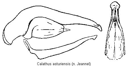 CALATHUS ASTURIENSIS
