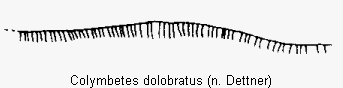 COLYMBETES DOLOBRATUS