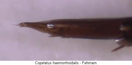 COPELATUS HAEMORRHOIDALIS