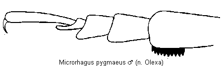 MICRORHAGUS PYGMAEUS