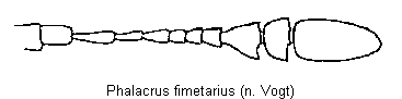PHALACRUS FIMETARIUS