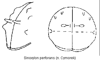 SINOXYLON PERFORANS