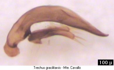 TRECHUS GRACILITARSIS.JPG